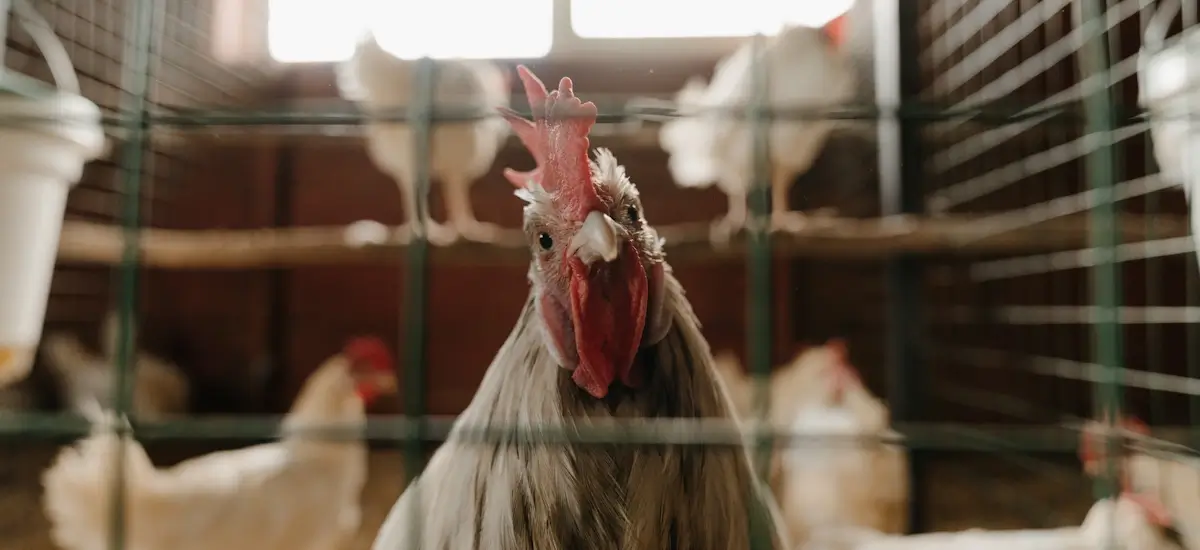 chicken coop woodworking plans and designs for backyard poultry farming