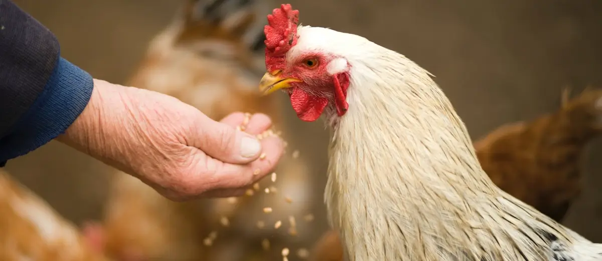 woodworking chicken coop plans demonstrating space optimization for large flocks