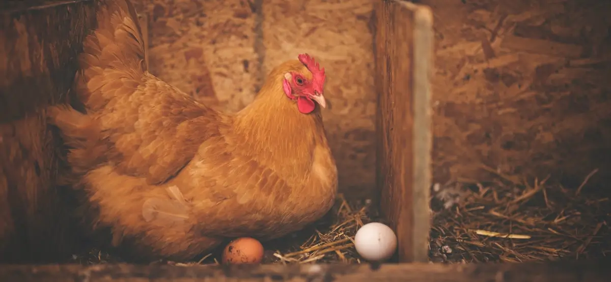 chicken coop woodworking plans showing design considerations for 50 chickens