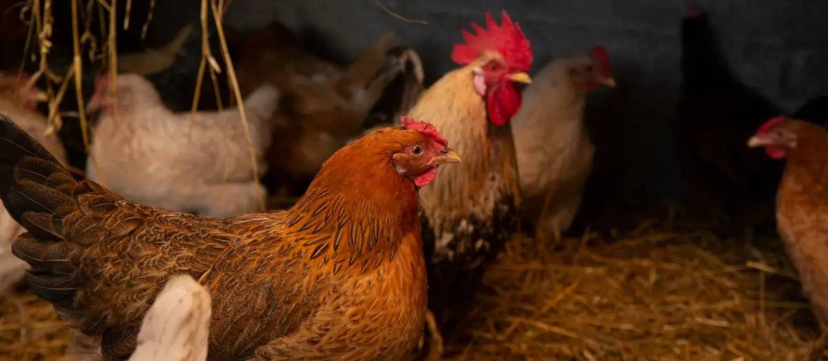 completed chicken coop woodworking project housing 50 chickens with proper design features