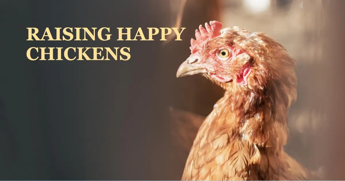 happy chickens in well-built woodworking chicken coop project