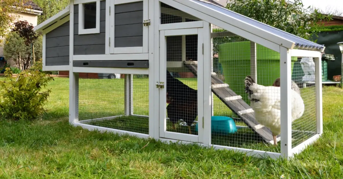 elevated raised chicken coop woodworking design for protection and easy access